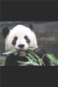 Baby Panda