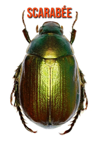 Scarabée