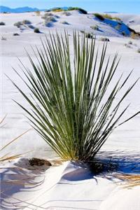 Yucca Plant in a Desert Landscape Journal