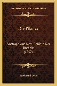 Pflanze