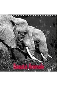 Beaute Animale 2017