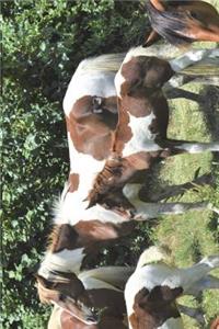 Chincoteague Horse Journal