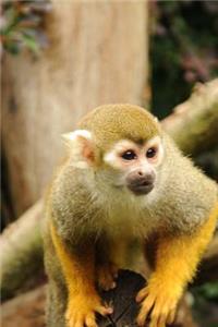 Squirrel Monkey Journal