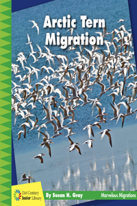 Arctic Tern Migration