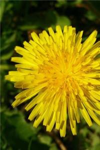 Yellow Dandelion Close-Up Journal