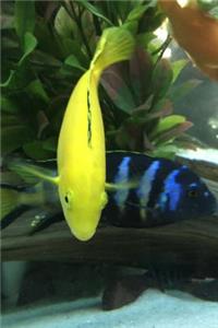 Yellow Labidochromis Caeruleus African Cichlid Aquarium Journal