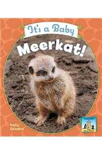 It's a Baby Meerkat!