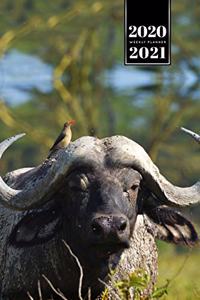 Buffalo Bison Yak Gaur Week Planner Weekly Organizer Calendar 2020 / 2021 - Relaxed Bird