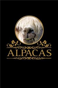 Alpacas