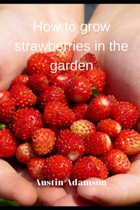 How to grow strawberries in the garden