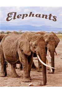 Elephants