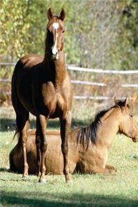 Equine Journal Two Horses At Pasture