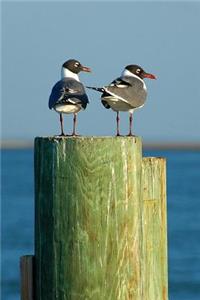 Two Smirking Seagulls on the Pier Sea Birds Journal