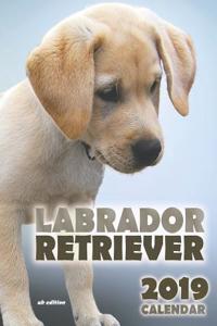 Labrador Retriever 2019 Calendar (UK Edition)