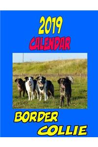 2019 Calendar Border Collie