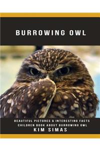 Burrowing Owl
