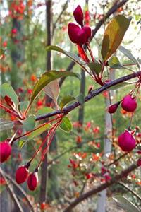 Springtime 2019 Daily Planner Flowering Tree Buds Ready To Open 384 Pages