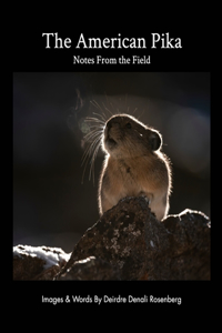 American Pika