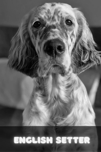 English Setter