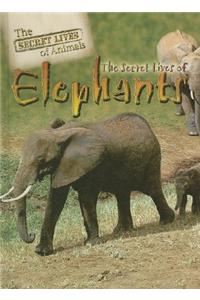 Secret Lives of Elephants
