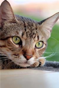 Cute Tabby Cat Lounging by the Window Journal