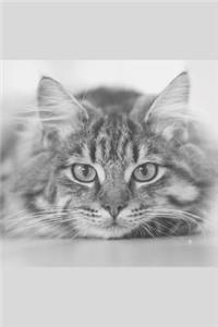 Cat Journal