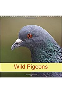 Wild Pigeons 2018
