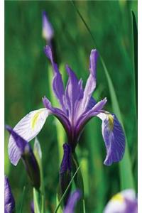 Wild Blue Iris Journal