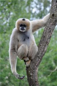A Gibbon on a Tree Monkey Journal