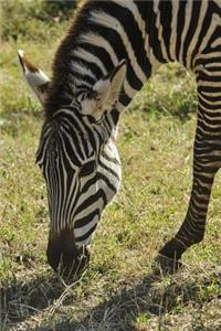 Zebra African Animal Journal