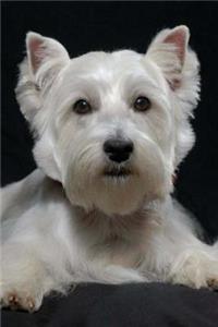 West Highland White Terrier