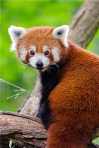 A Sweet Little Red Panda Bear Journal