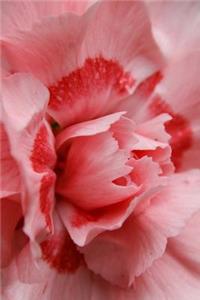 A Beautiful Pink Carnation Flower Journal