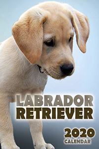 Labrador Retriever 2020 Calendar