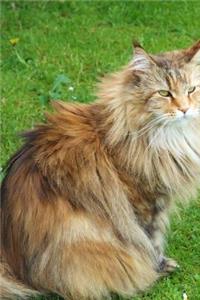 Magnificent Siberian Forest Cat Journal