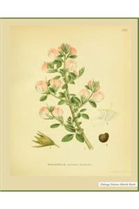 Vintage Nature Sketch Book