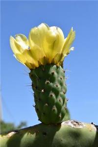 Yellow Cactus Bloom in the Desert Journal