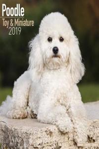 Poodle Toy & Miniature Calendar 2019