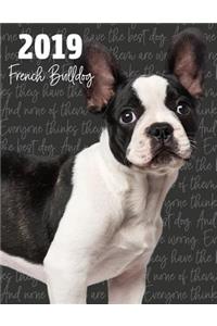 2019 French Bulldog