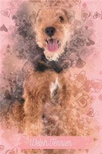 Welsh Terrier