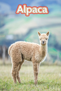 Alpaca