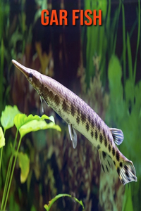 Gar Fish