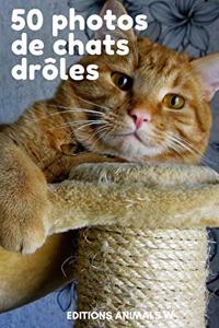 50 Photos de Chats Drôles
