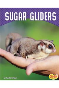 Sugar Gliders