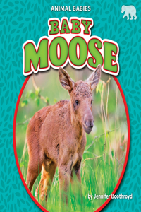 Baby Moose
