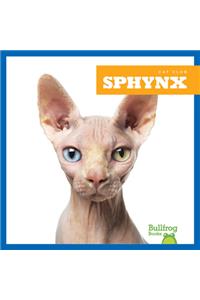 Sphynx