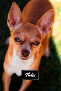 Chihuahua Dog Pup Puppy Doggie Notebook Bullet Journal Diary Composition Book Notepad - Small Eyes