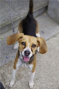 Cute Little Beagle Harrier Journal