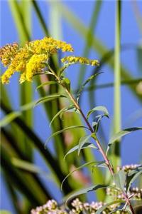 Solidago Virgaurea Goldenrod Journal