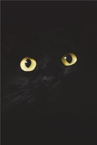 Black Cat With Yellow Eyes